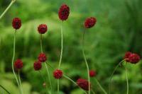 Sanguisorba officinalis