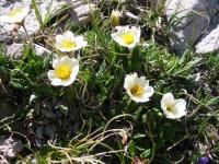 Dryas octopetala