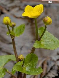 Caltha palustris