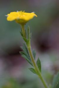 Geum sylvaticum