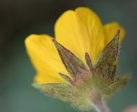 Geum sylvaticum