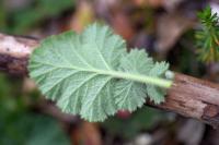 Geum sylvaticum