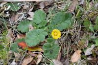 Geum sylvaticum