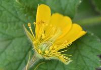 Geum sylvaticum