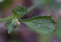 Geum urbanum