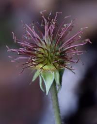 Geum urbanum