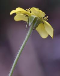 Geum urbanum