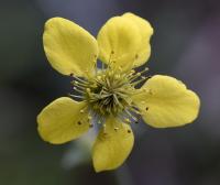 Geum urbanum