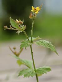 Geum urbanum