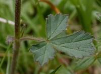 Geum rivale