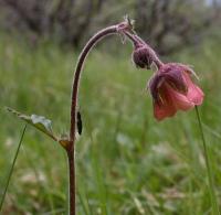 Geum rivale