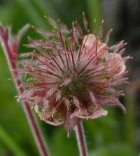 Geum rivale