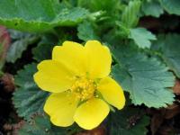 Geum montanum