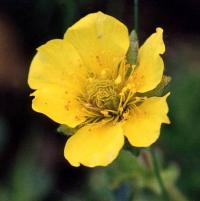 Geum montanum