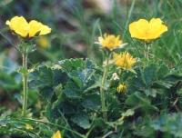 Geum montanum