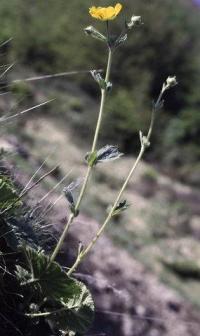 Geum pyrenaicum