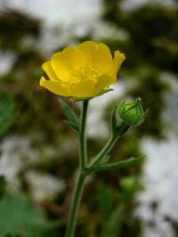 Geum pyrenaicum