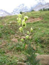 Aconitum anthora