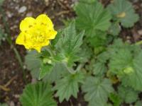 Geum pyrenaicum