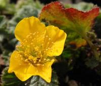 Geum pyrenaicum