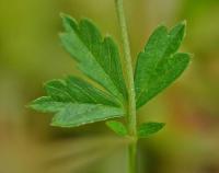 Potentilla erecta