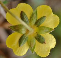 Potentilla erecta