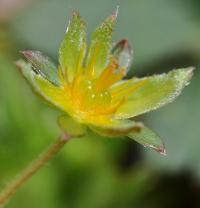 Potentilla erecta