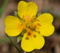 Potentilla erecta