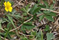 Potentilla erecta