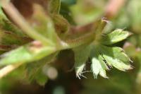 Potentilla crantzii