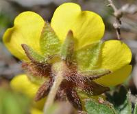 Potentilla crantzii