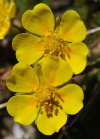 Potentilla crantzii