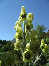 Aconitum anthora