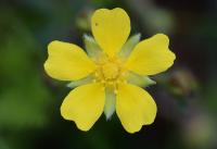 Potentilla neumanniana