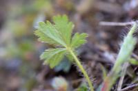 Potentilla neumanniana