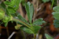 Potentilla neumanniana