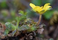 Potentilla neumanniana