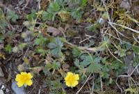 Potentilla neumanniana