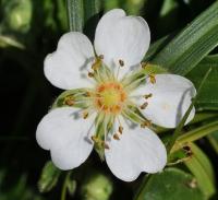 Potentilla montana