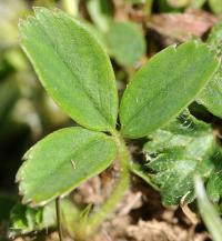 Potentilla montana