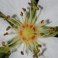 Potentilla montana