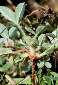 Potentilla montana