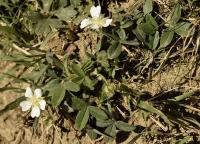 Potentilla montana