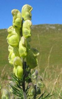 Aconitum anthora