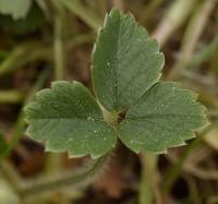 Potentilla sterilis