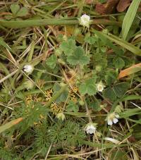 Potentilla sterilis