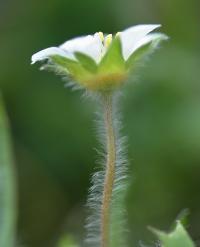 Potentilla sterilis