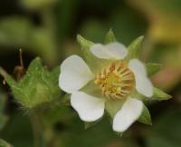 Potentilla sterilis