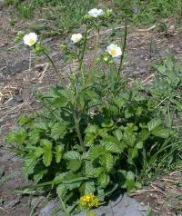 Potentilla rupestris