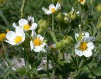 Potentilla rupestris